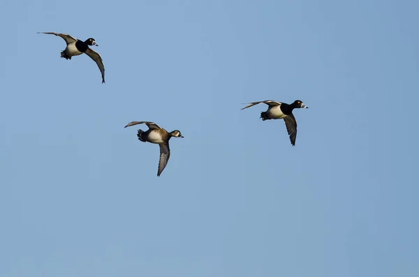 Tre ringspetsade änder som flyger i en blå himmel — Stockfoto