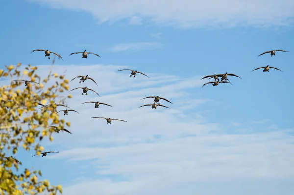 Stor Flock kanadagäss som kommer in för landning — Stockfoto