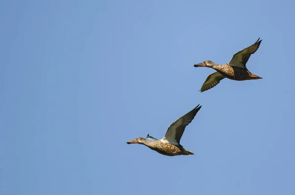 Dos palas del norte volando en un cielo azul — Foto de Stock