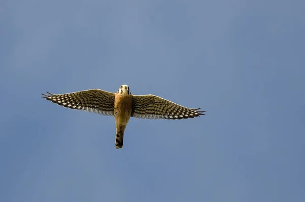 Amerikanska Kestrel flyger i en blå himmel — Stockfoto