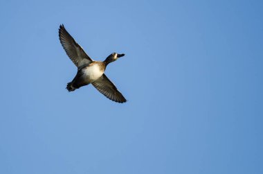 Yüzük - boyunlu Duck mavi gökyüzünde uçan 