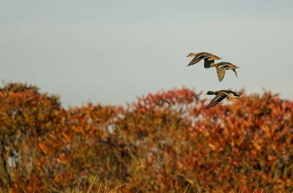 Mallard patos volando sobre el otoño campo —  Fotos de Stock
