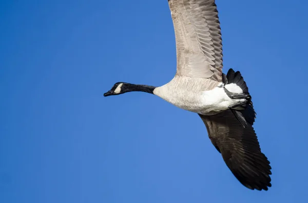 加拿大鹅在蓝天中飞翔 — 图库照片