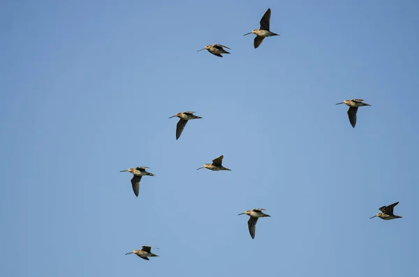 Stormo di beccaccini di Wilson che volano in un cielo blu — Foto Stock