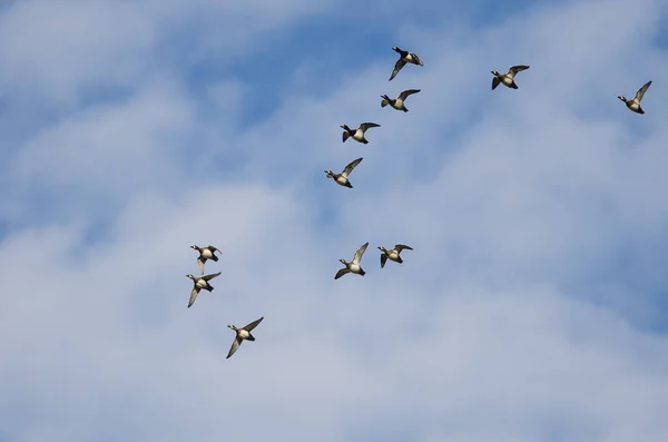 Große Schar ringhalsiger Enten, die in einem blauen Himmel fliegen — Stockfoto
