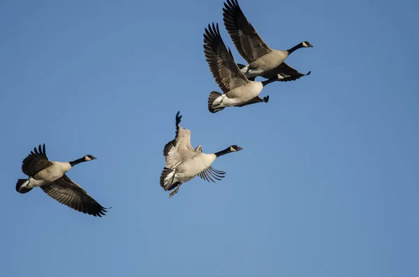 カナダの群れ青い空を飛ぶGeese Flying — ストック写真