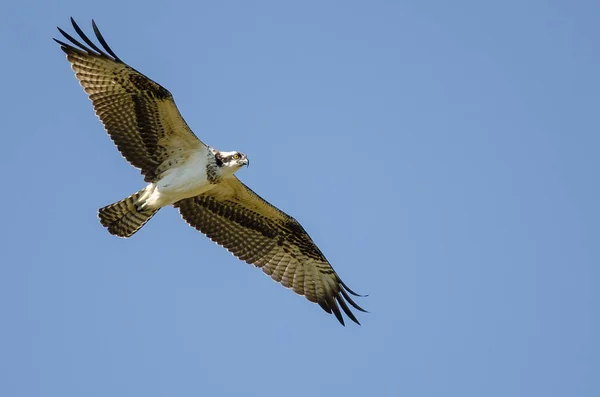 Osprey Lone Terbang di Langit Biru — Stok Foto
