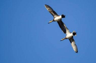 Mavi gökyüzünde uçan Amerikan Wigeon çifti 
