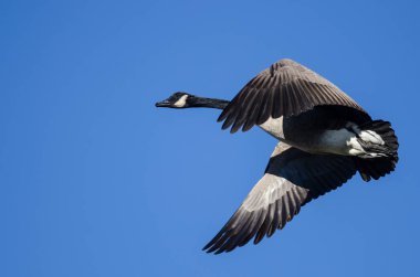 Kanada Kuğusu Mavi Gökte Uçuyor 