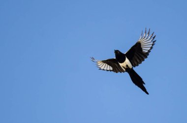 Black-Billed Magpie Flying in a Blue Sky  clipart