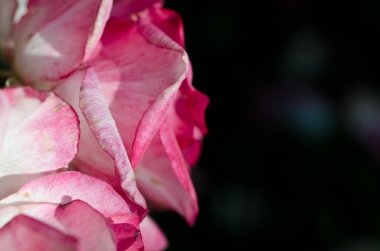 Doğa Özet: hassas Rose nazik kıvrımları kaybetti 