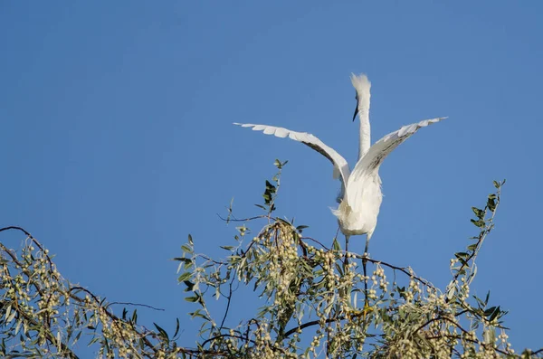 Seidenreiher thront auf der Spitze eines Baumes — Stockfoto