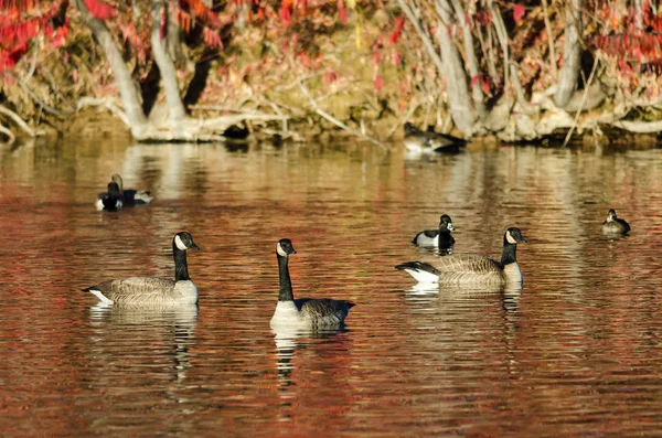 Канадские гуси отдыхают на осеннем пруду — стоковое фото