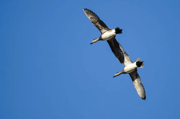 Pair of American Wigeon Flying in a Blue Sky — Stock Photo, Image