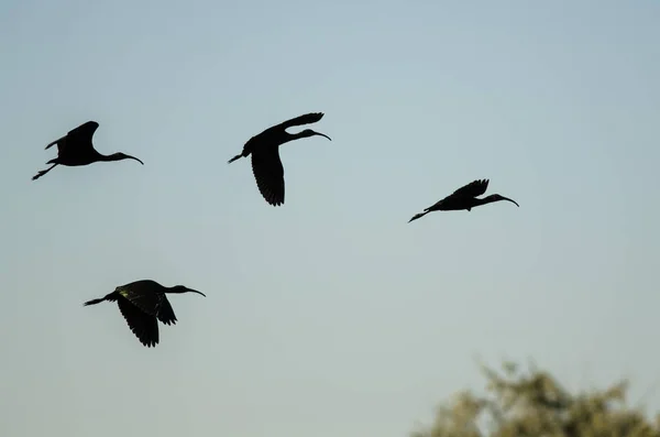 Čtyři siluetu bledou tváří Ibis létání v modré obloze — Stock fotografie