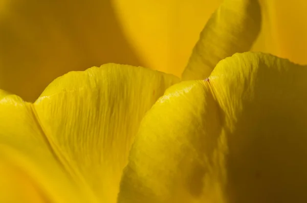 Nature abstract: eingehüllt in die goldenen Falten der gelben Tulpenblätter — Stockfoto