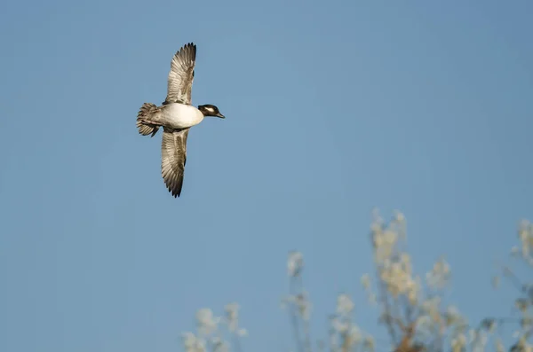 Bufflehead Duck Volare in un cielo blu — Foto Stock