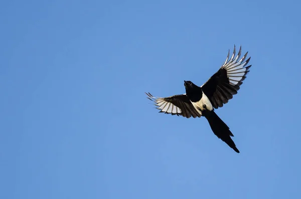 Gazza dalle fatture nere che vola in un cielo blu — Foto Stock