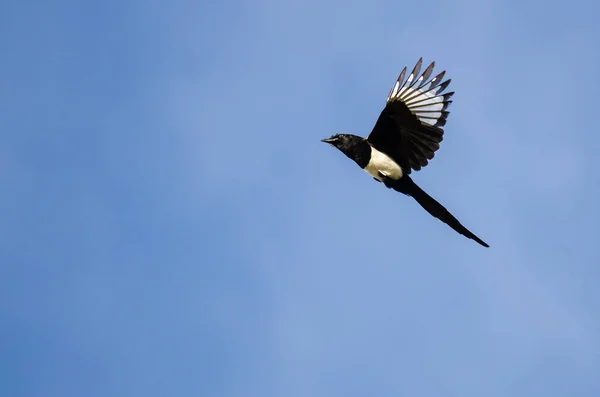 Schwarzschnabelelelster fliegt in blauem Himmel — Stockfoto