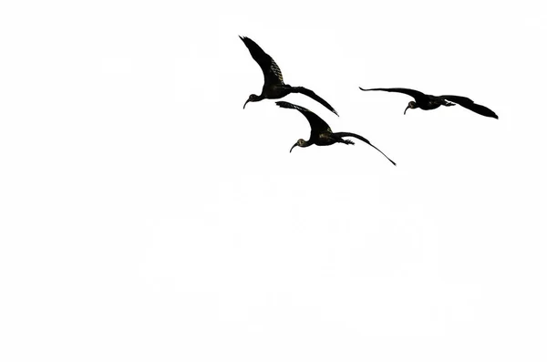 Three Silhouetted White-faced Ibis Flying on a White Background — Stock Photo, Image