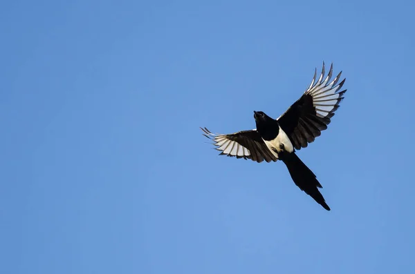 Urraca de pico negro volando en un cielo azul Fotos de stock
