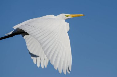 Mavi gökyüzünde uçan büyük ak balıkçıl profili 