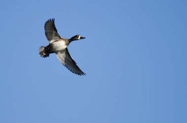Erkek yüzük - boyunlu Duck mavi gökyüzünde uçan 