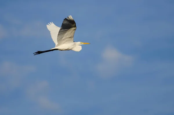 Great Egret Volando en un cielo azul — Foto de Stock