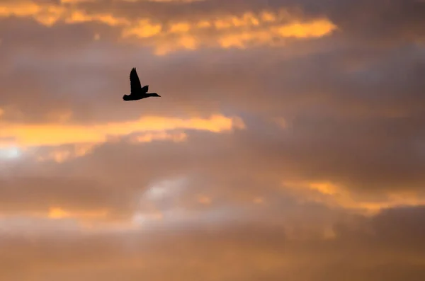 Siluett ankor flyger i solnedgång himlen — Stockfoto