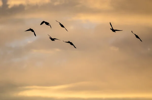 Siluetas bandada de patos volando en el cielo puesta del sol —  Fotos de Stock