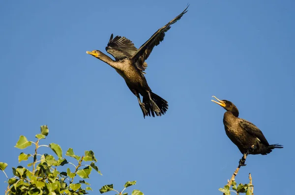 Cormorán de doble cresta volando en un cielo azul — Foto de Stock