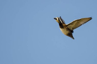 Yüzük - boyunlu Duck mavi gökyüzünde uçan 