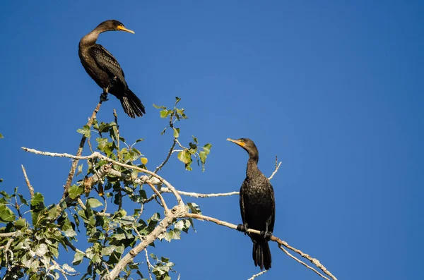 Par dubbel-Crested skarvar uppflugen högt i ett träd — Stockfoto