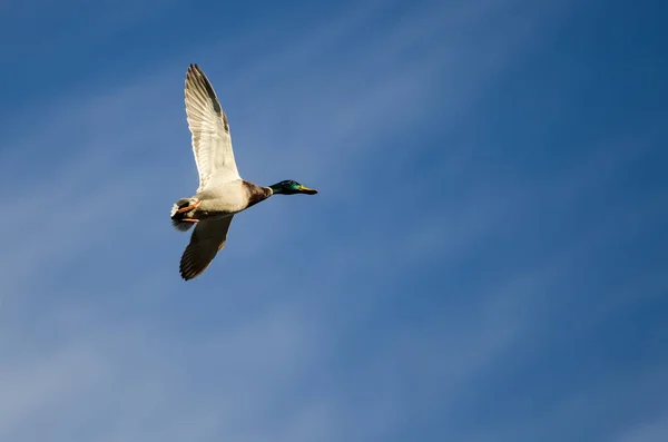 Mallard Duck Flying in a Blue Sky — Stock Photo, Image