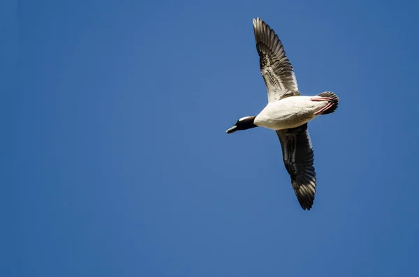 Bufflehead Duck Volando en un cielo azul — Foto de Stock