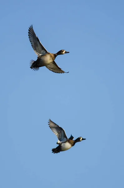 Dos patos de cuello anular volando en un cielo azul — Foto de Stock