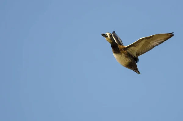 Canard à collier volant dans un ciel bleu — Photo