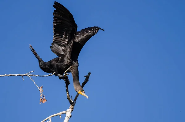 Duplo-Crested Cormorant alongando suas asas enquanto empoleirado em árvore alta — Fotografia de Stock