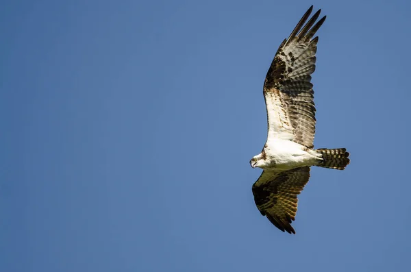 Lone Fiskgjusen flyger i blå himmel — Stockfoto