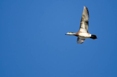 Amerikan Wigeon mavi gökyüzünde uçan 