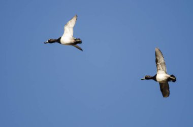 İki yüzük - boyunlu mavi gökyüzünde uçan ördek 