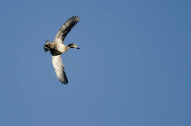 Yüzük - boyunlu Duck mavi gökyüzünde uçan 