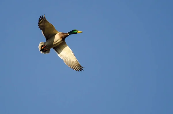 Mallard Duck Flying in a Blue Sky