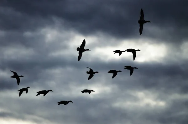 Sylwetki stado kaczek latające na niebie ciemnym wieczorem — Zdjęcie stockowe