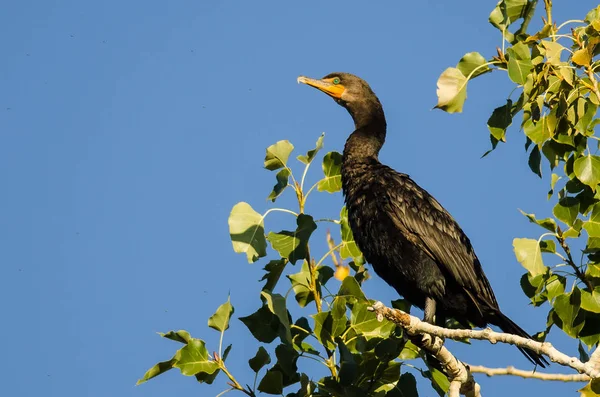 Cormorán de doble cresta encaramado en un árbol — Foto de Stock