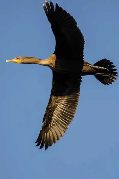 Double-Crested Cormorant Flying in a Blue Sky — Stock Photo, Image