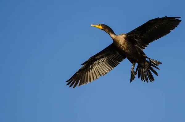 Dubbelspårig skarv som flyger i en blå himmel — Stockfoto