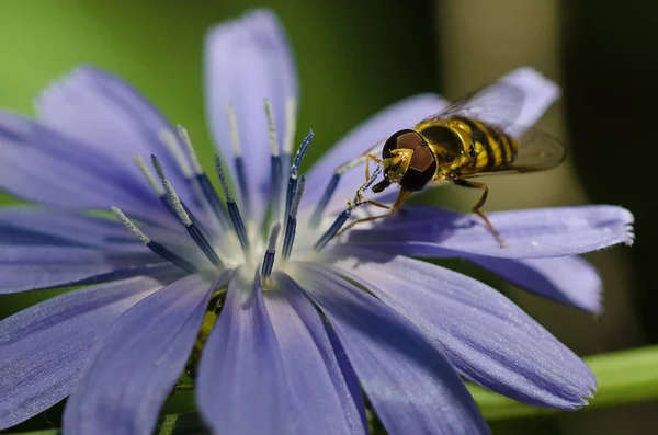 Abeja incansablemente recogiendo polen de una diminuta flor azul —  Fotos de Stock