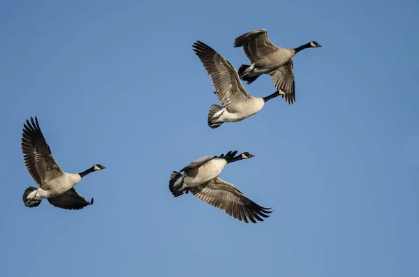 Flock of Canada Geese Flying in a Blue Sky — Stock Photo, Image