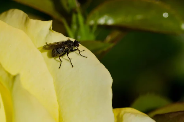 Narin sarı gül kenarında oturan zeki küçük sinek — Stok fotoğraf